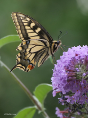 Papilio machaon britannicus