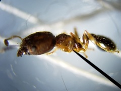 Pheidole metallescens