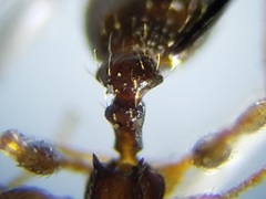 Pheidole metallescens