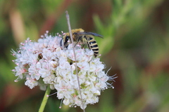 Colletes slevini