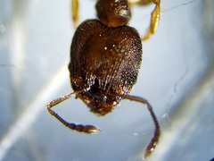 Pheidole metallescens
