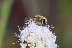 Colletes slevini
