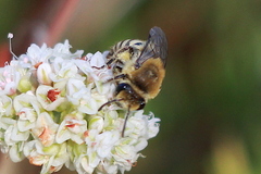 Colletes slevini