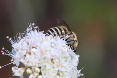 Colletes slevini