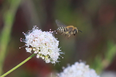 Colletes slevini