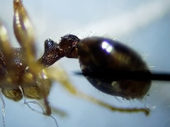 Pheidole metallescens