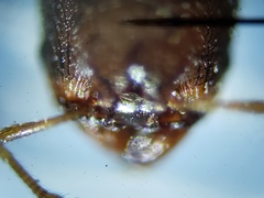 Pheidole metallescens