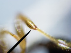 Pheidole metallescens