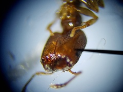 Pheidole metallescens