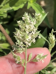 Eragrostis reptans