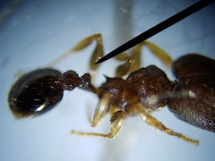 Pheidole metallescens
