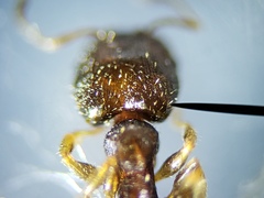 Pheidole metallescens