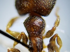 Pheidole metallescens