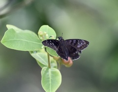Ephyriades