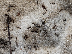 Pheidole metallescens