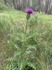 Cirsium pumilum