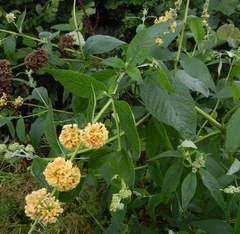 Buddleja weyeriana