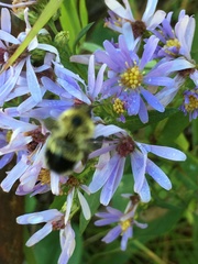 Bombus nevadensis