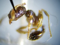 Pheidole metallescens