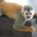 Grey-crowned Central American Squirrel Monkey - Photo (c) Josh Cantor, some rights reserved (CC BY-NC), uploaded by Josh Cantor