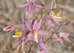 Cyanella lutea rosea