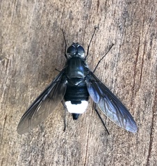 Anthrax aterrimus