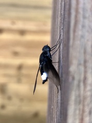Anthrax aterrimus