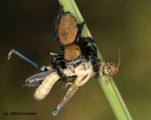 Apache Jumping Spider photo 4