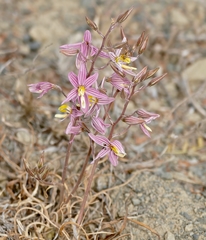 Cyanella lutea rosea