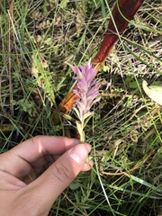 Castilleja elata