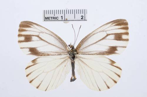 Pieris dulcinea