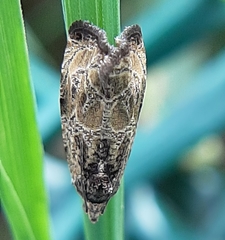 Olethreutes connectum
