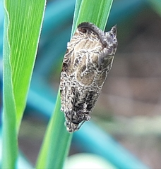 Olethreutes connectum
