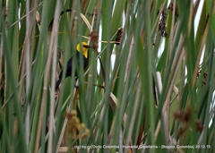 Chrysomus icterocephalus bogotensis