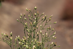 Baccharis malibuensis