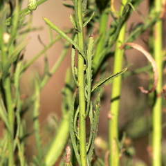 Baccharis malibuensis