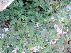 Medicago orbicularis
