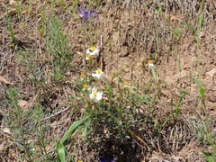 Helianthemum asperum