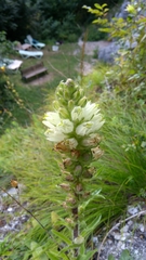 Campanula thyrsoides