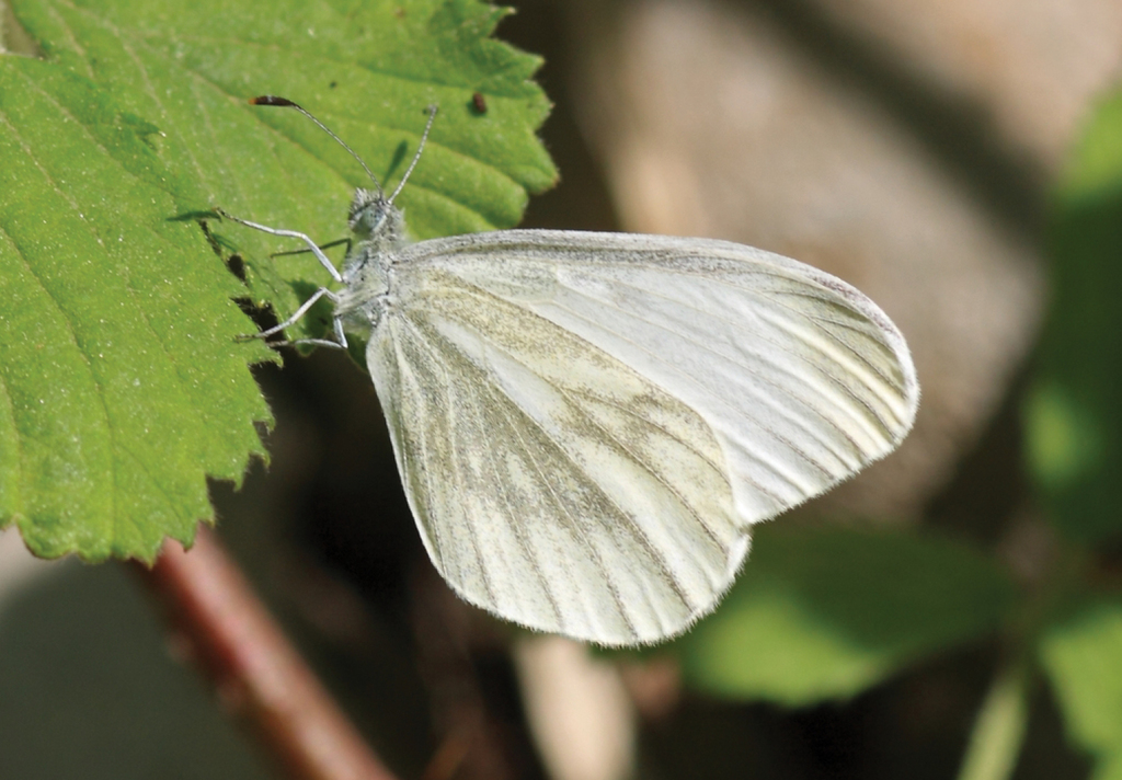 Fenton's Wood White