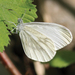 Fenton’s Wood White - Photo (c) Rudi Verovnik, some rights reserved (CC BY)