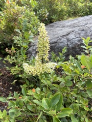 Stenanthium leimanthoides