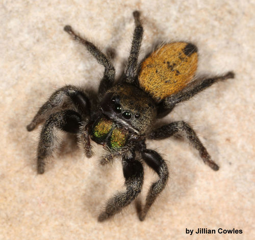 Desert Red Jumping Spider