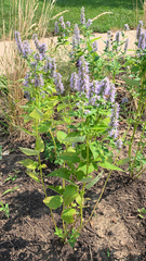 Agastache foeniculum