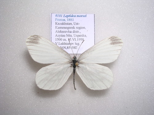 Fenton’s Wood White