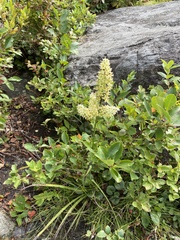 Stenanthium leimanthoides