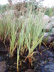 Bolboschoenus maritimus