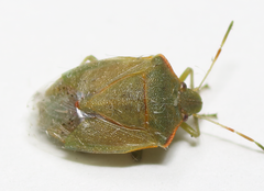 Thyanta pallidovirens