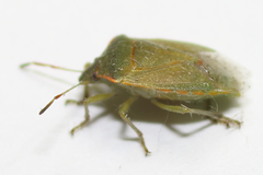 Thyanta pallidovirens