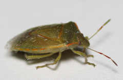 Thyanta pallidovirens